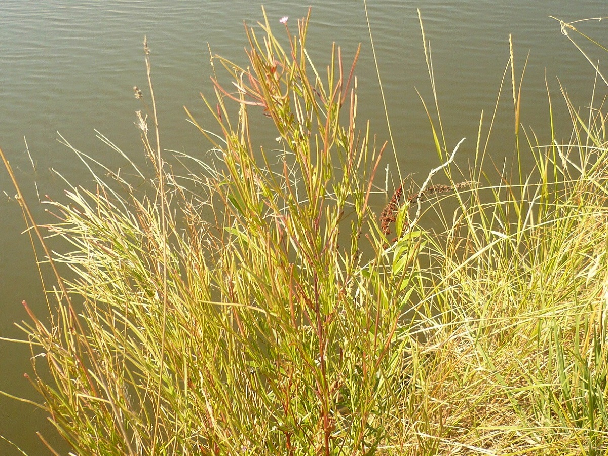 Epilobium tetragonum subsp. tetragonum (Onagraceae)